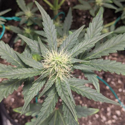 Miracle Berry Remix growlog timeline photo