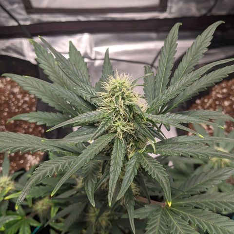 Miracle Berry Remix growlog timeline photo