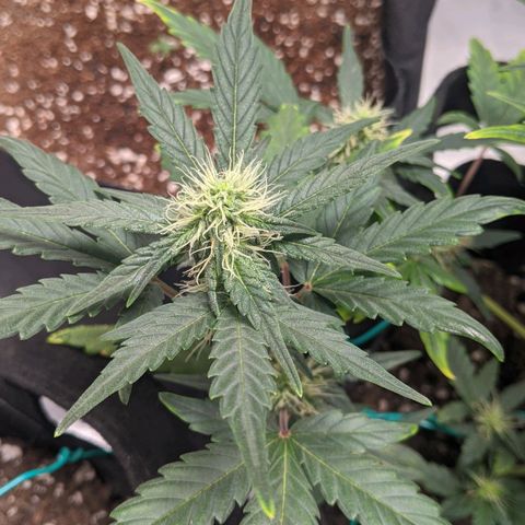 Miracle Berry Remix growlog timeline photo