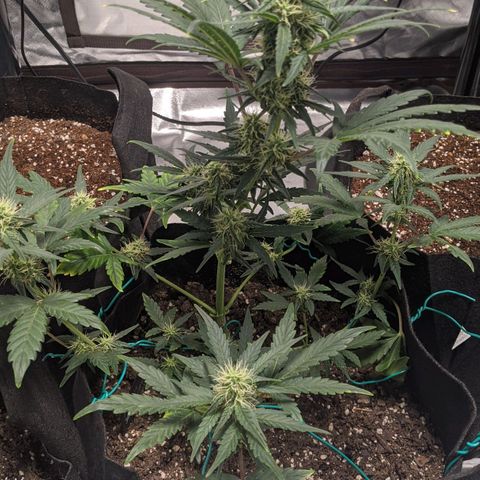 Miracle Berry Remix growlog timeline photo