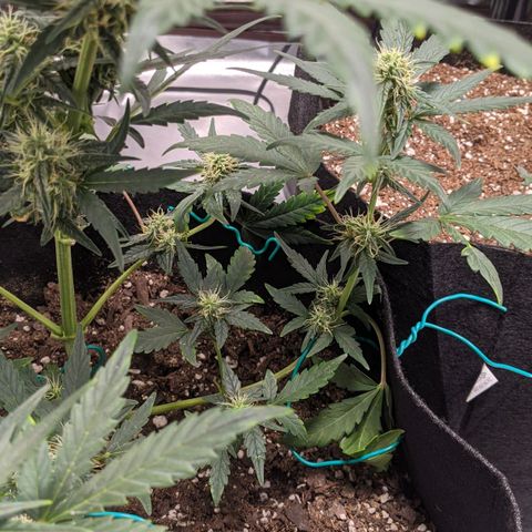 Miracle Berry Remix growlog timeline photo