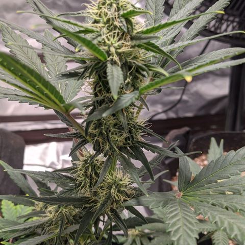 Miracle Berry Remix growlog timeline photo