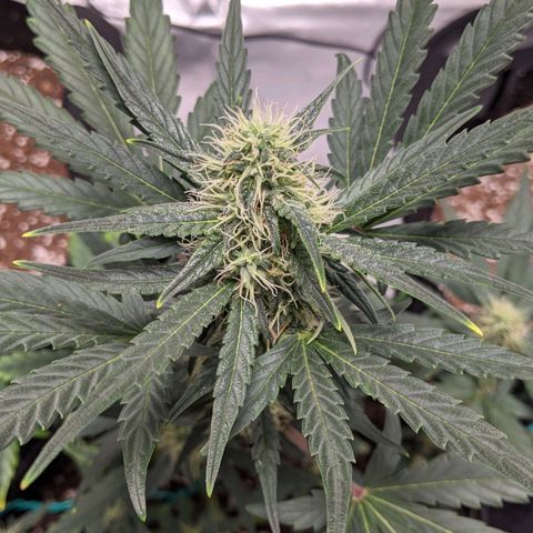 Miracle Berry Remix growlog timeline photo