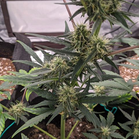 Miracle Berry Remix growlog timeline photo