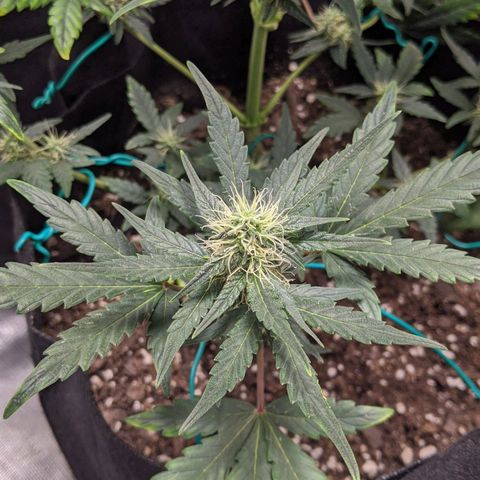 Miracle Berry Remix growlog timeline photo