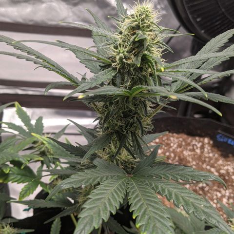 Miracle Berry Remix growlog timeline photo