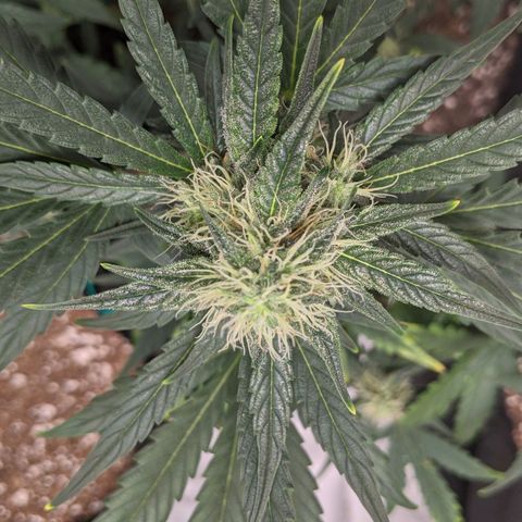 Miracle Berry Remix growlog timeline photo