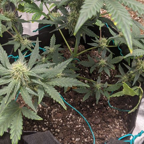 Miracle Berry Remix growlog timeline photo