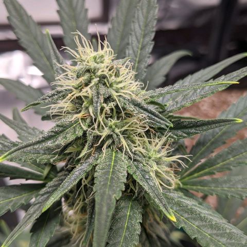 Miracle Berry Remix growlog timeline photo