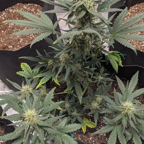 Miracle Berry Remix growlog timeline photo