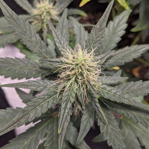 Miracle Berry Remix growlog timeline photo