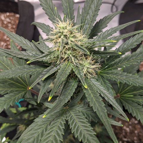 Miracle Berry Remix growlog timeline photo