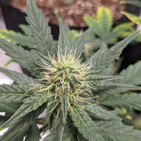 Miracle Berry Remix growlog timeline photo