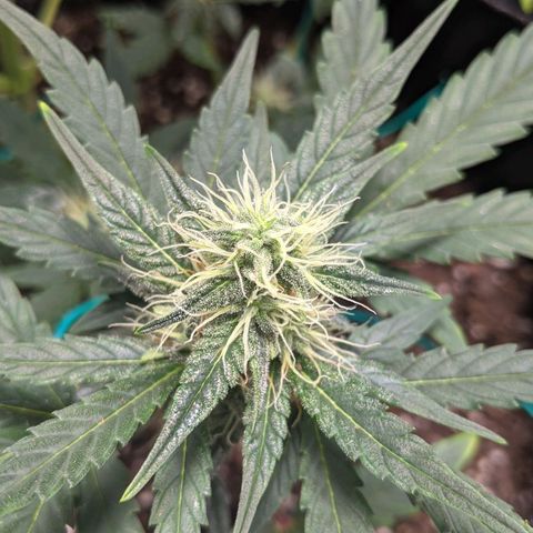 Miracle Berry Remix growlog timeline photo