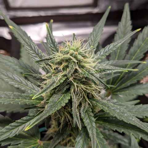 Miracle Berry Remix growlog timeline photo
