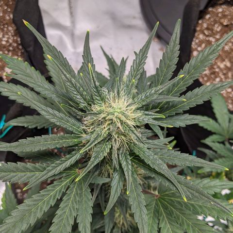 Miracle Berry Remix growlog timeline photo