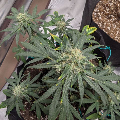 Miracle Berry Remix growlog timeline photo
