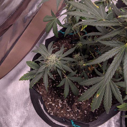 Miracle Berry Remix growlog timeline photo