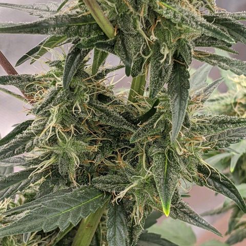 Miracle Berry Remix growlog timeline photo