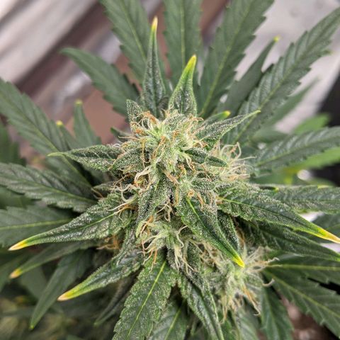 Miracle Berry Remix growlog timeline photo