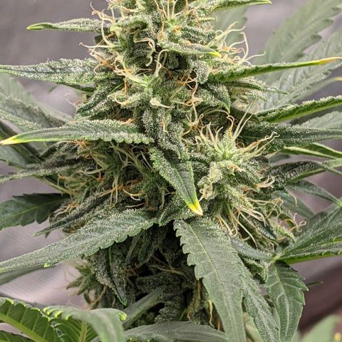 Miracle Berry Remix growlog timeline photo