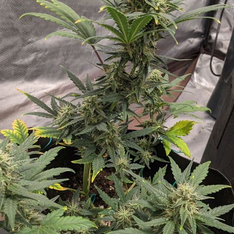 Miracle Berry Remix growlog timeline photo