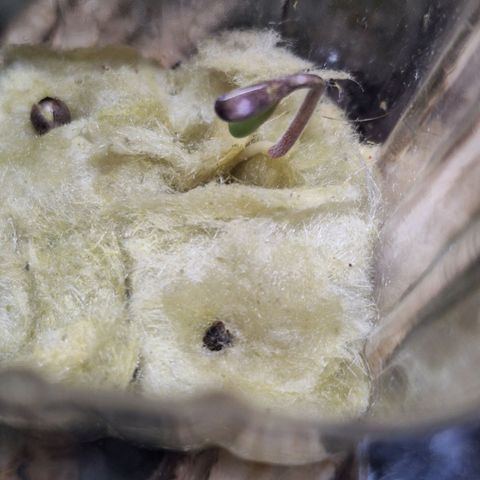 Lemon OG growlog photo: 4 brotos promissores.