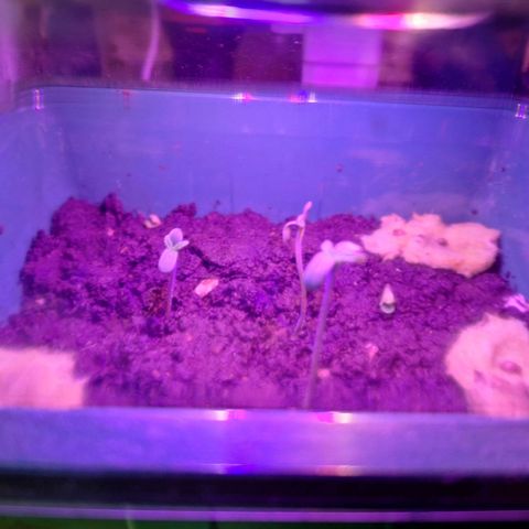 Lemon OG growlog photo: 3 plantas de 5-6cm.
1 plantas de 1cm em processo de florescimento.

2 sementes de purple e de lemon plantadas nas laterais. 