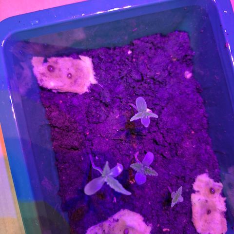 Lemon OG growlog photo: 4 planilhas com bom crescimento - 3cm a 8cm.

2 sementes de gorilla inicindo o processo de germinação.

Todas as sementes foram regadas com 3ml de água.

Ambiente bem úmido.