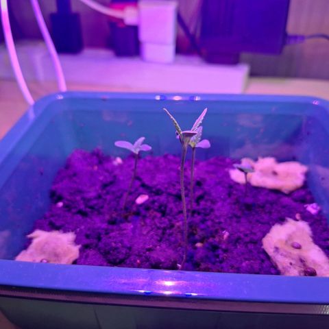 Lemon OG growlog photo: 4 planilhas com bom crescimento - 3cm a 8cm.

2 sementes de gorilla inicindo o processo de germinação.

Todas as sementes foram regadas com 3ml de água.

Ambiente bem úmido.