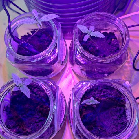 Lemon OG growlog timeline photo