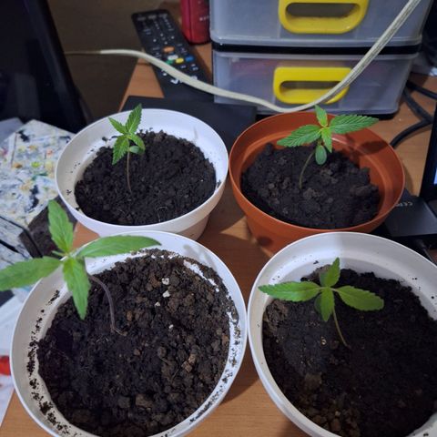 Lemon OG growlog photo: Plantas em crescimento. 

Ainda apenas 4 folhas por planta.

Foram torcados os vasos para melhor acolhimento das plantas.

Fertilizante artificial foi inserido.

Umidade em 85% e água disponível apenas uma vez por semana.

Luz uv 24/7.
