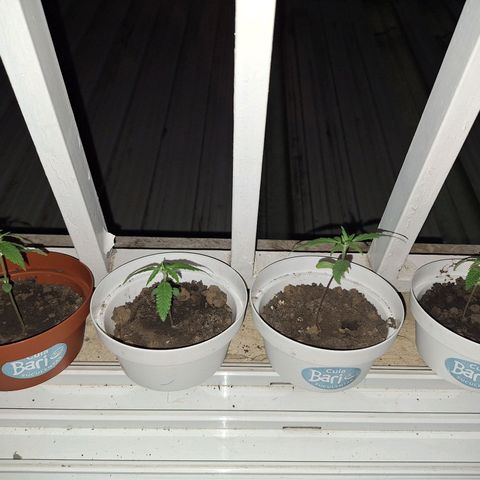 Lemon OG growlog photo: 4 plantas promissoras.

50ml de água a cada 2 dias.