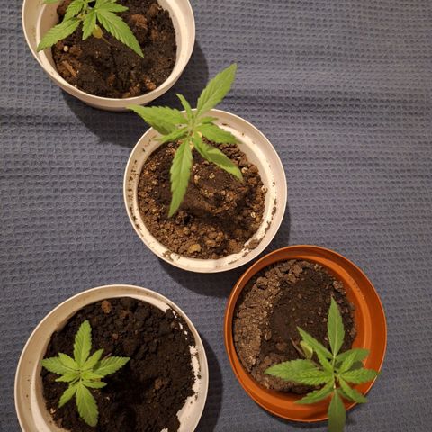 Lemon OG growlog photo: 4 plants with 5 to 10 cm.

Water every two days, 50ml.