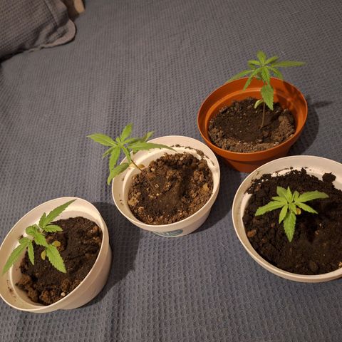 Lemon OG growlog photo: 4 plants with 5 to 10 cm.

Water every two days, 50ml.