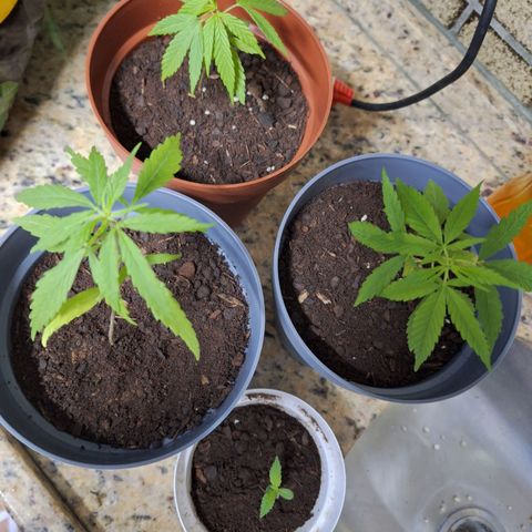 Lemon OG growlog photo: 1 planta morreu 
3 plantas em porte médio
1 reposição em estado inicial de planta 

Plantas colocadas em vamos de 2l e 300ml