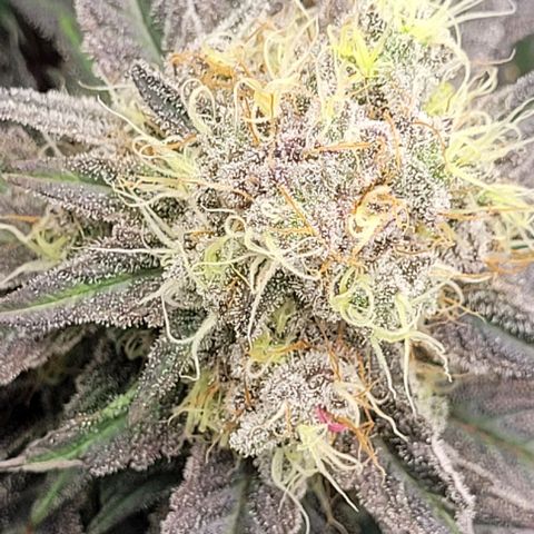 25 MIX  growlog photo: Estamos a 7 - 10 días de corte
