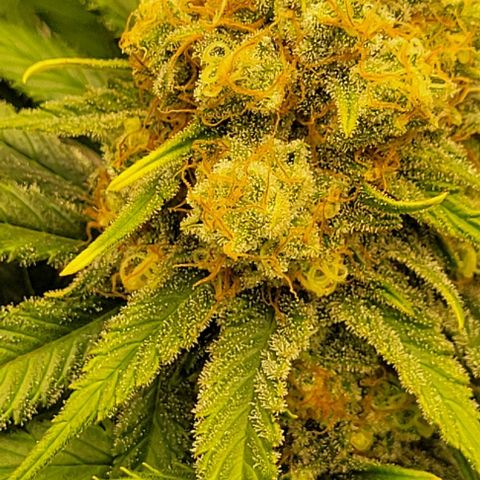 25 MIX  growlog photo: Estamos a 7 - 10 días de corte
