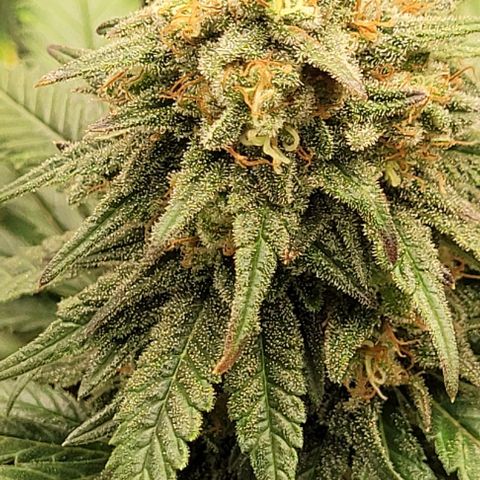 25 MIX  growlog photo: Estamos a 7 - 10 días de corte
