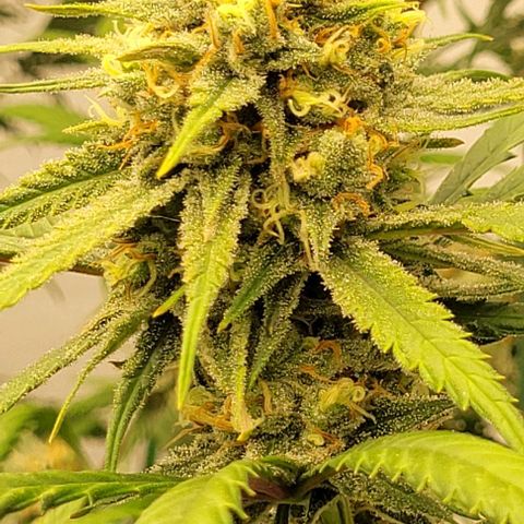 25 MIX  growlog photo: Estamos a 7 - 10 días de corte
