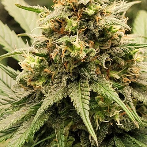 25 MIX  growlog photo: Estamos a 7 - 10 días de corte
