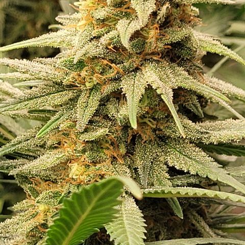 25 MIX  growlog photo: Estamos a 7 - 10 días de corte
