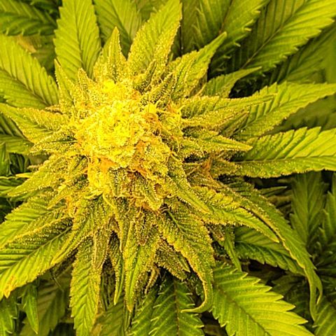 25 MIX  growlog photo: Estamos a 7 - 10 días de corte

