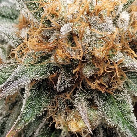 25 MIX  growlog photo: Estamos a 7 - 10 días de corte
