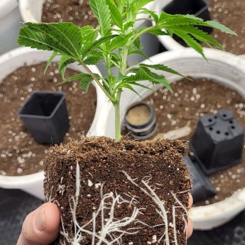 Amnesia Hi Pro growlog timeline photo