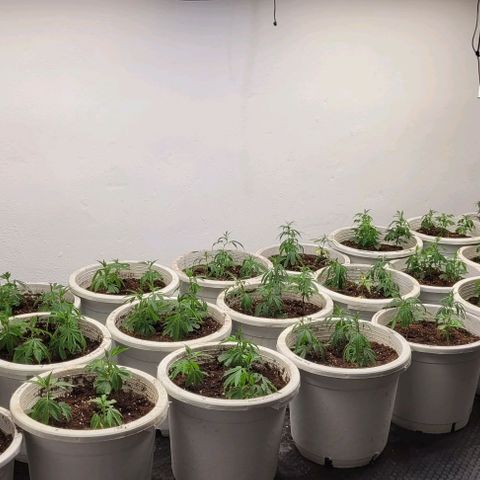 Amnesia Hi Pro growlog timeline photo
