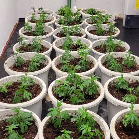 Mohan Ram growlog timeline photo