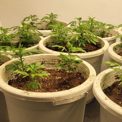 Matanuska Thunderfuck  growlog timeline photo