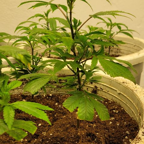 Matanuska Thunderfuck  growlog timeline photo