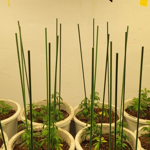 Amnesia Hi Pro growlog photo: Encañamos todas las plantas. Esta genética 100% xativa se estira y siempre es mejor guiarla desde el principio.